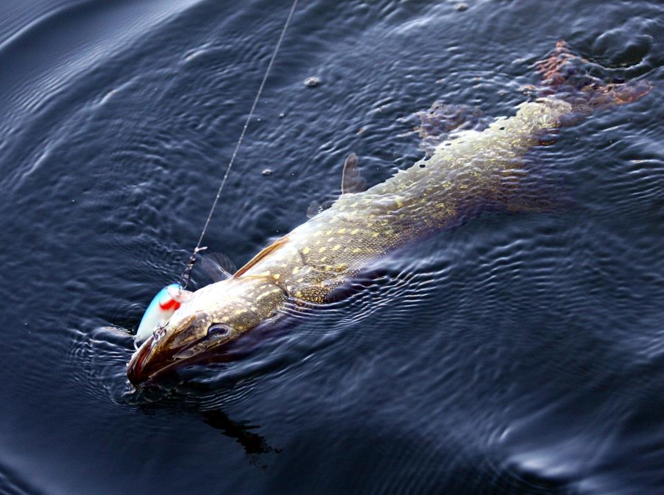 pescuitul+natura - 4819974026735164920231962916192n.jpg